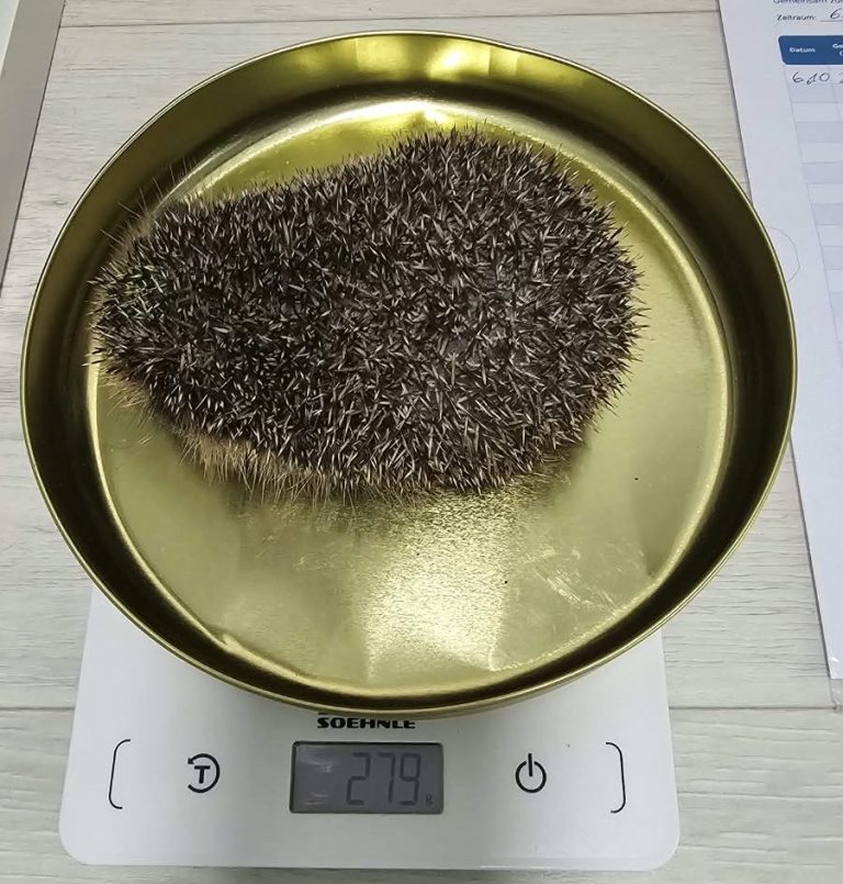 Igor wiegt 279 gr. Igor wiegt 279 gr.