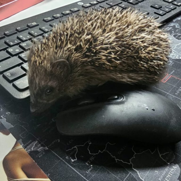 Schnurri im HomeOffice Schnurri im HomeOffice