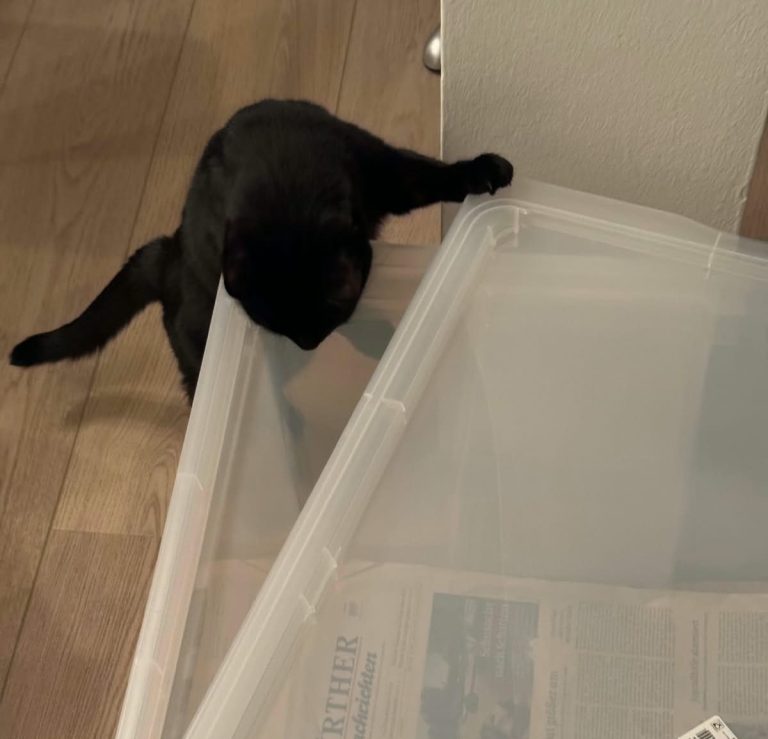 Bengelchen möchte Igor am liebsten sofort begrüßen, aber igor versteckt sich im Häuschen Bengelchen möchte Igor am liebsten sofort begrüßen, aber igor versteckt sich im Häuschen