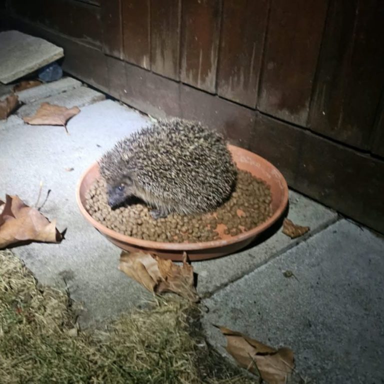 Ein Überraschungsgast zur Nacht Ein Überraschungsgast zur Nacht
